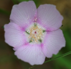 Callirhoe involucrata