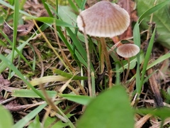 Mycena sanguinolenta
