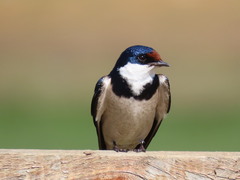 Hirundo albigularis