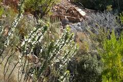 Gomphocarpus cancellatus