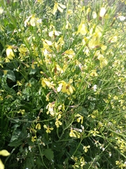 Raphanus raphanistrum