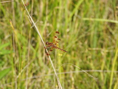 Libellula semifasciata