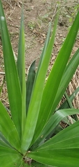 Agavoideae