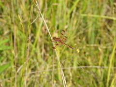 Libellula semifasciata