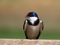 Hirundo albigularis