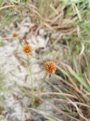 Juncus torreyi