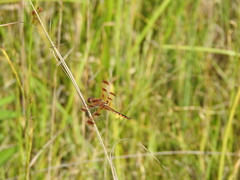 Libellula semifasciata