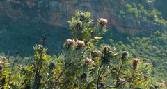 Protea laurifolia