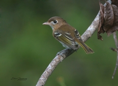 Vireo bairdi