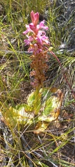 Satyrium erectum
