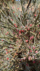 Ephedra fragilis