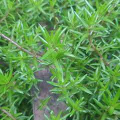 Crassula helmsii