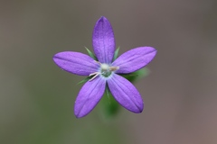 Triodanis biflora
