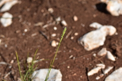 Sesleria autumnalis