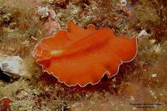 Yungia aurantiaca