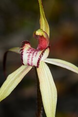 Caladenia fulva