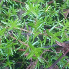 Crassula helmsii