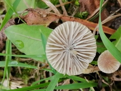 Mycena sanguinolenta