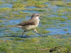 Motacilla capensis capensis