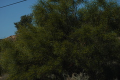 Acacia