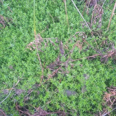 Crassula helmsii