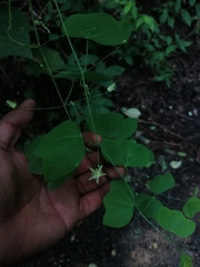 Passiflora filipes