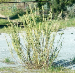 Gomphocarpus fruticosus