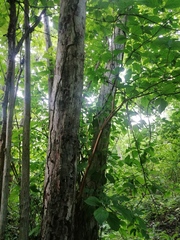 Calycophyllum candidissimum