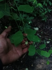 Passiflora filipes