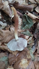 Mycena rosea