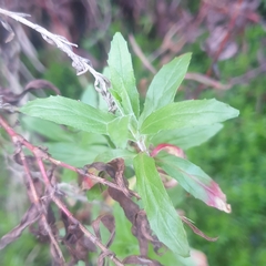 Epilobium
