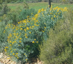Calobota