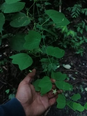 Passiflora filipes