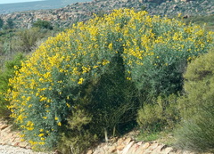 Calobota
