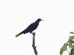 Psarocolius decumanus