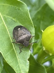 Carpocorini