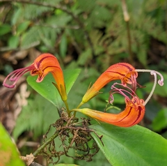 Aeschynanthus