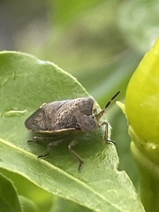 Carpocorini
