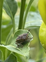Carpocorini