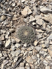 Mammillaria heyderi