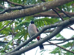 Pycnonotus aurigaster