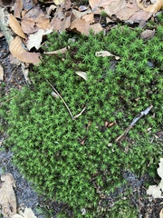 Polytrichum formosum