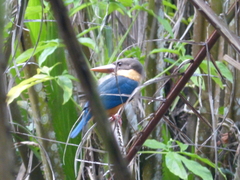 Pelargopsis capensis