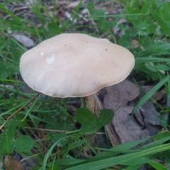 Agrocybe praecox