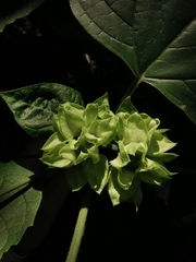 Clerodendrum