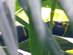 Boiga melanota