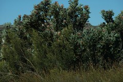 Protea laurifolia