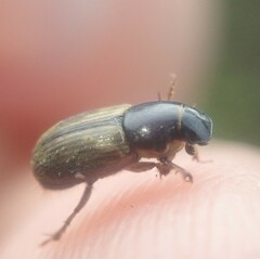 Melinopterus prodromus