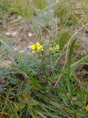 Alyssum montanum