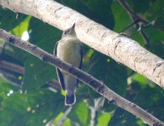 Ficedula zanthopygia